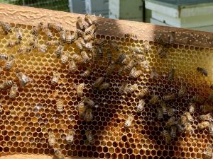 J Arthur Loose Wolfdales Beeworks